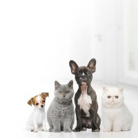 Animais