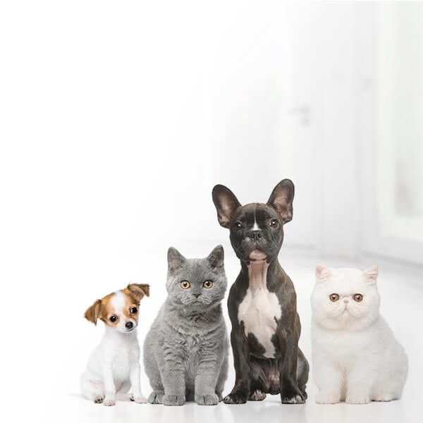 Animais